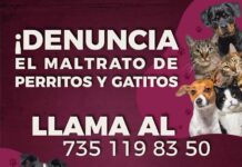 DENUNCIA EL MALTRATO DE GATOS Y PERROS