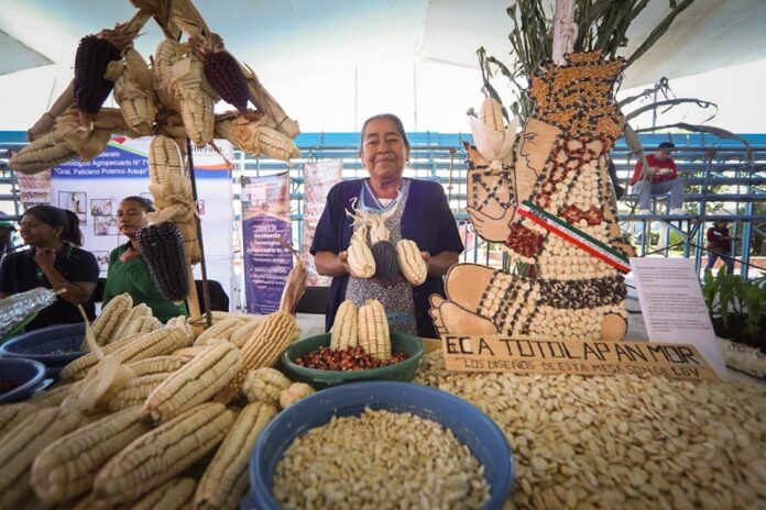 DOTAR DE ESTÍMULOS ECONÓMICOS A LOS CAMPESINOS QUE SIEMBREN MAÍCES CRIOLLOS EN MORELOS