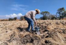 PROMUEVE SEDAGRO EL CUIDADO DE SUELOS AGRÍCOLAS EN MORELOS
