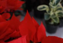 LA NOCHEBUENA MORELENSE, UN SÍMBOLO DE PAZ Y UNIDAD EN LA NAVIDAD: SEDAGRO