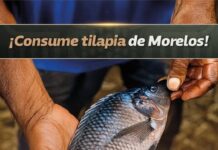 DESTACA MORELOS EN PRODUCCIÓN Y CALIDAD DE TILAPIA