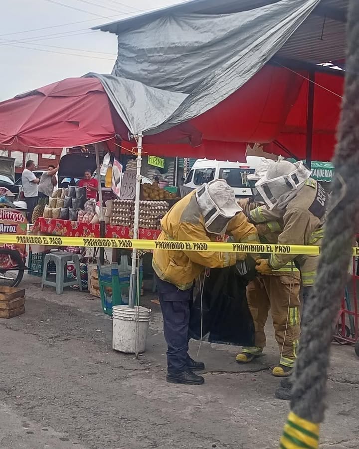 Bomberos de Cuautla Atienden Retiro y Reubicación Segura de Enjambre de Abejas en la Plaza Solidaridad