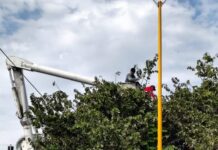 Refuerza Gobierno de Cuautla Acciones de Limpieza, Poda y Mejoramiento Urbano en el Municipio
