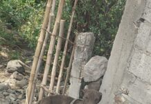 Atiende SDS denuncia ciudadana y protege a canino en condiciones que comprometían su bienestar