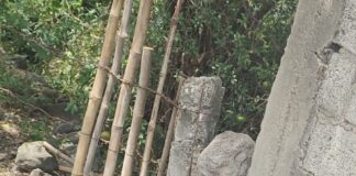 Atiende SDS denuncia ciudadana y protege a canino en condiciones que comprometían su bienestar