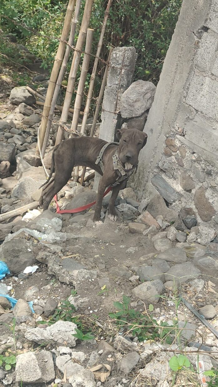 Atiende SDS denuncia ciudadana y protege a canino en condiciones que comprometían su bienestar