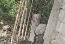 Atiende Sds Denuncia Ciudadana y Protege a Canino en Condiciones que Comprometían su Bienestar