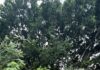 Protección Civil de Cuautla Realiza Retiro de Árbol Caído y Restablece el Paso Peatonal en la Colonia Emiliano Zapata