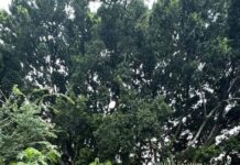 Protección Civil de Cuautla Realiza Retiro de Árbol Caído y Restablece el Paso Peatonal en la Colonia Emiliano Zapata