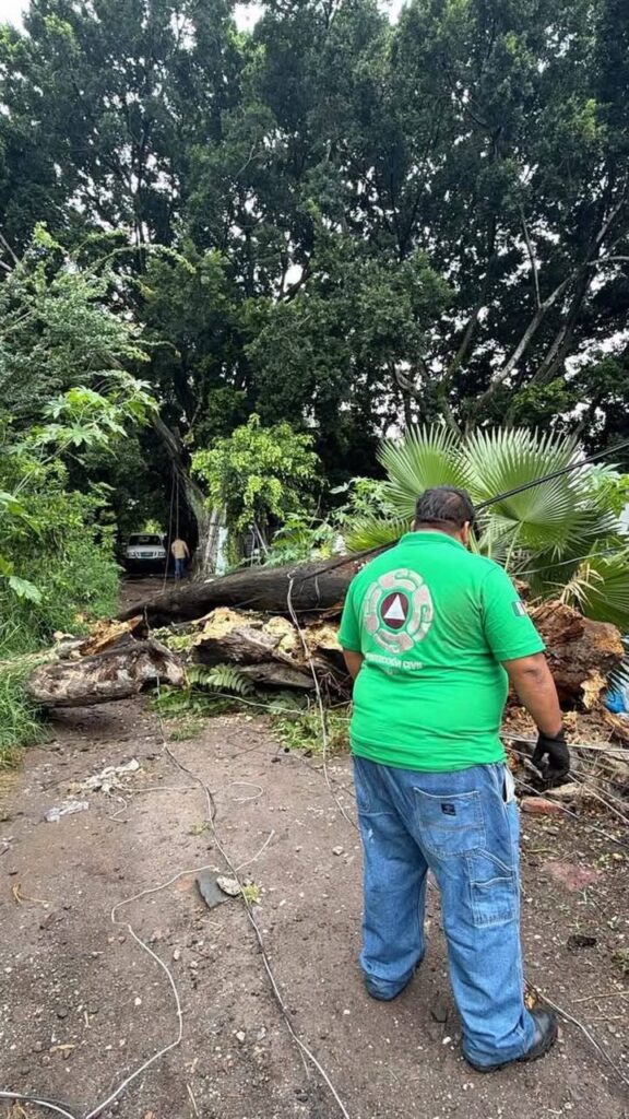Protección Civil de Cuautla Realiza Retiro de Árbol Caído y Restablece el Paso Peatonal en la Colonia Emiliano Zapata
