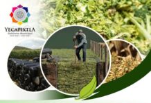Invitan a Productores de Limones al Taller “Elaboración de Ensilaje con el Método Trinchera” en Yecapixtla