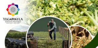 Invitan a Productores de Limones al Taller “Elaboración de Ensilaje con el Método Trinchera” en Yecapixtla