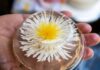 ¡Creatividad que Endulza y Emprende! Mujeres de Totolapan Aprenden el Arte de las Gelatinas Artísticas
