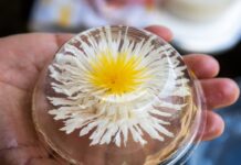¡Creatividad que Endulza y Emprende! Mujeres de Totolapan Aprenden el Arte de las Gelatinas Artísticas