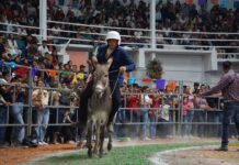 Día 7 || Tradicional Carrera de Burros | Cecyte Yecapixptla